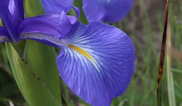 Iiris