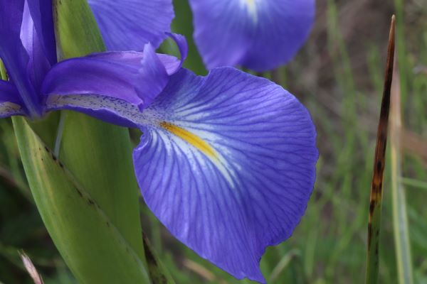 Iiris
